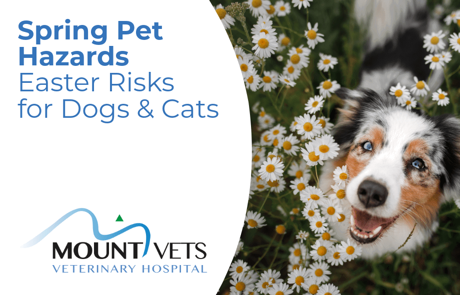 Easter and Spring Hazards for Pets | UK Vet Advice