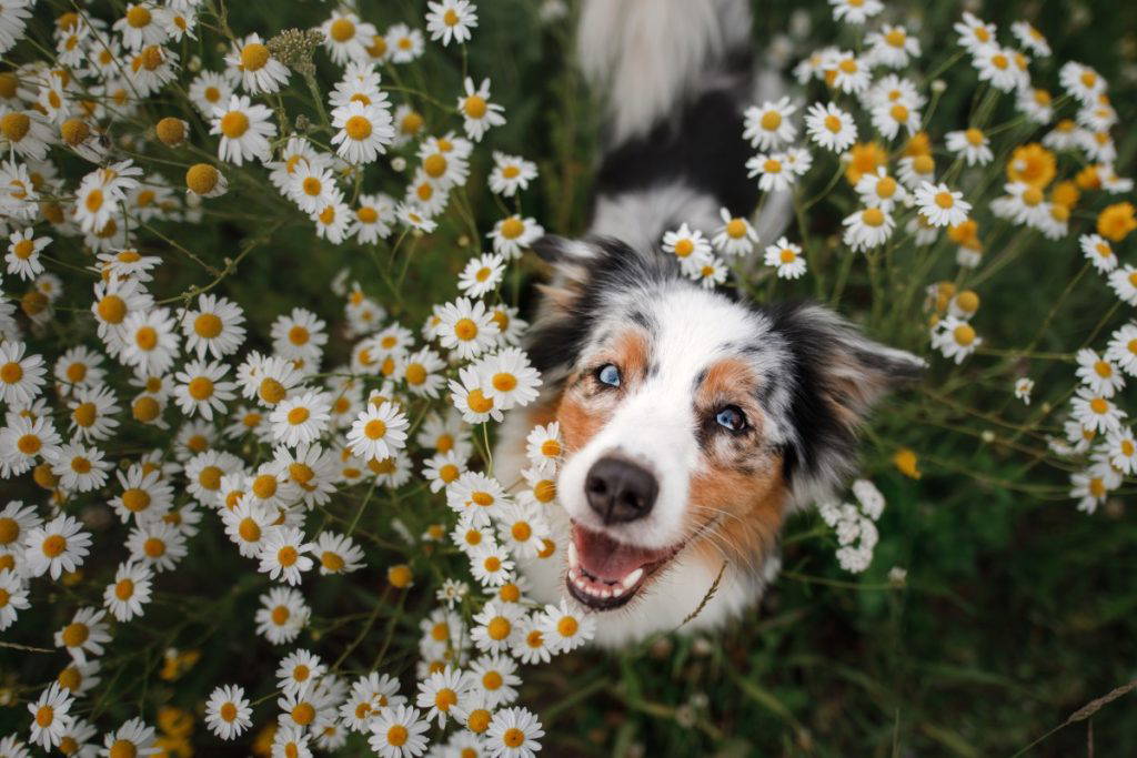 Easter and Spring Hazards for Pets | UK Vet Advice