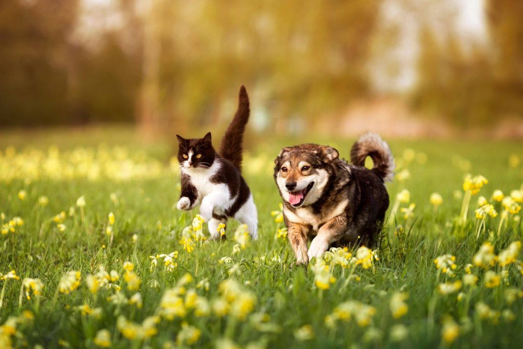Easter and Spring Hazards for Pets | UK Vet Advice
