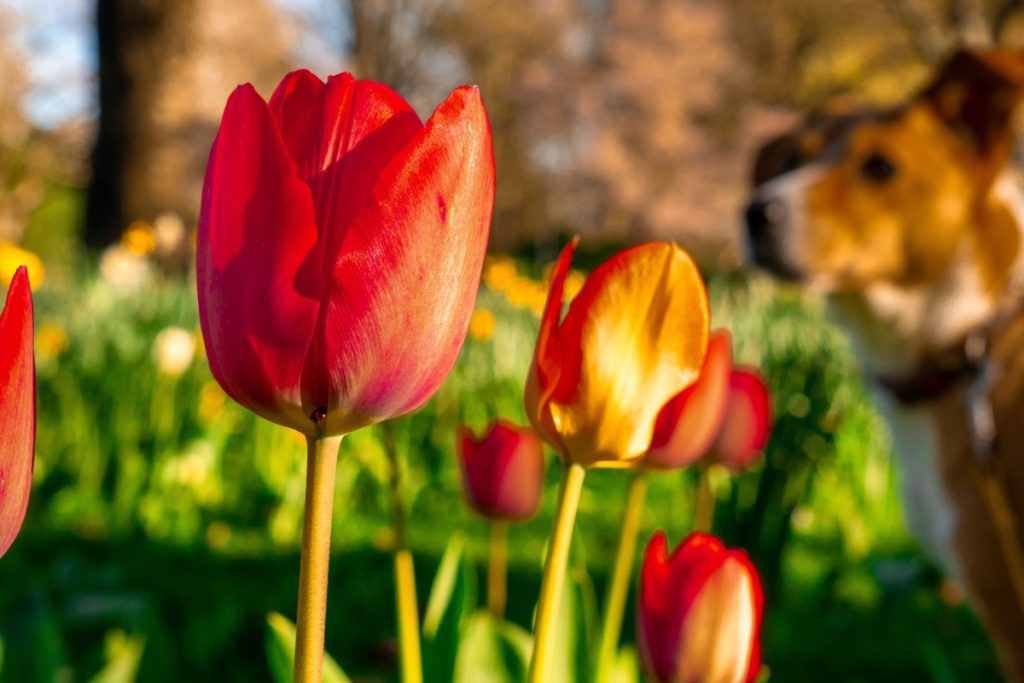 Easter and Spring Hazards for Pets | UK Vet Advice