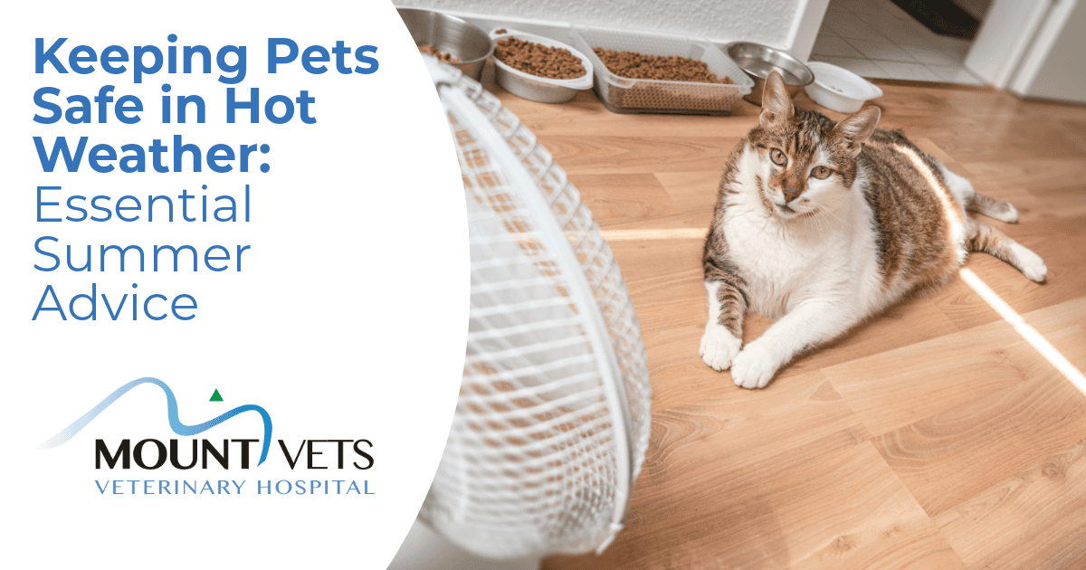 Keeping Pets Safe in Hot Weather: Essential Summer Advice | Mount Vets Pets