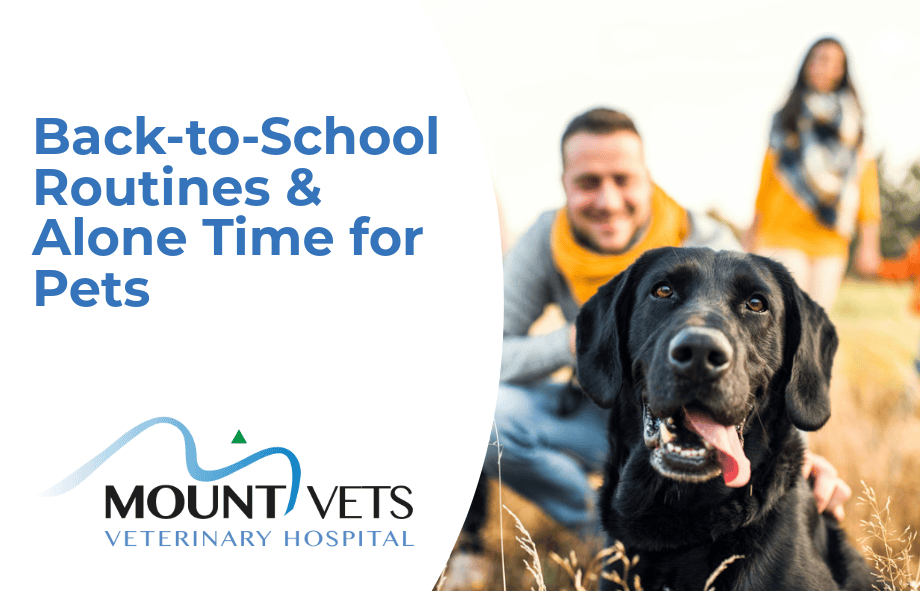 Back to school - alone time for pets | Mount Vets Pets