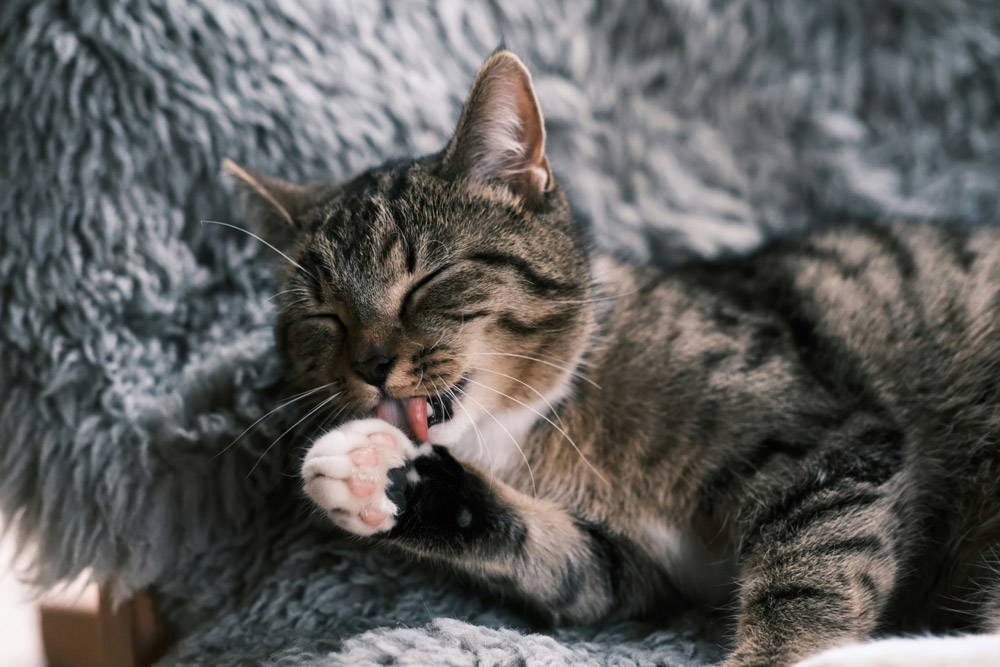 Back to school - alone time for pets | Mount Vets Pets
