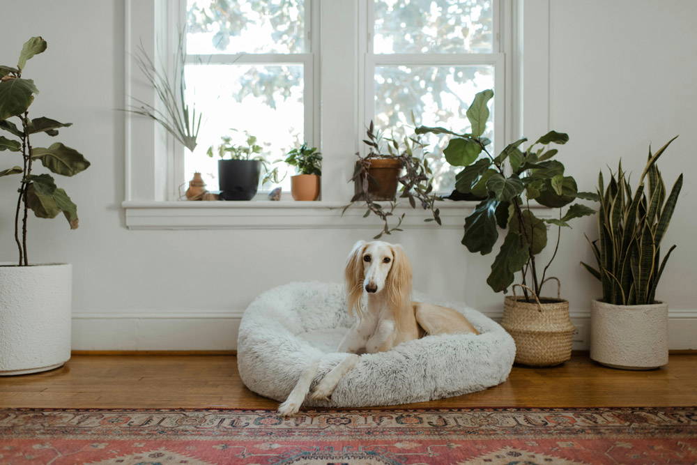 Back to school - alone time for pets | Mount Vets Pets